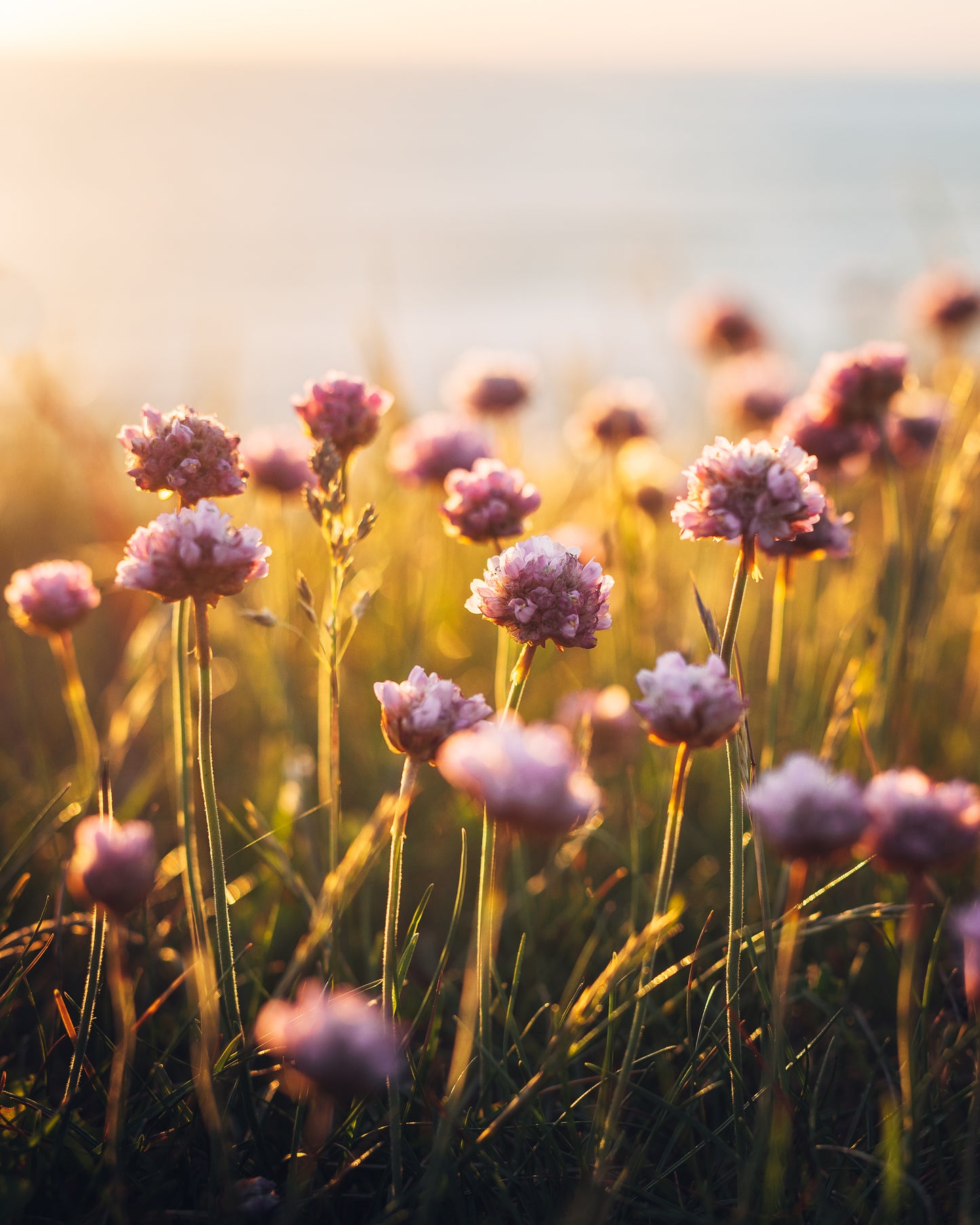 Coastal Blooms