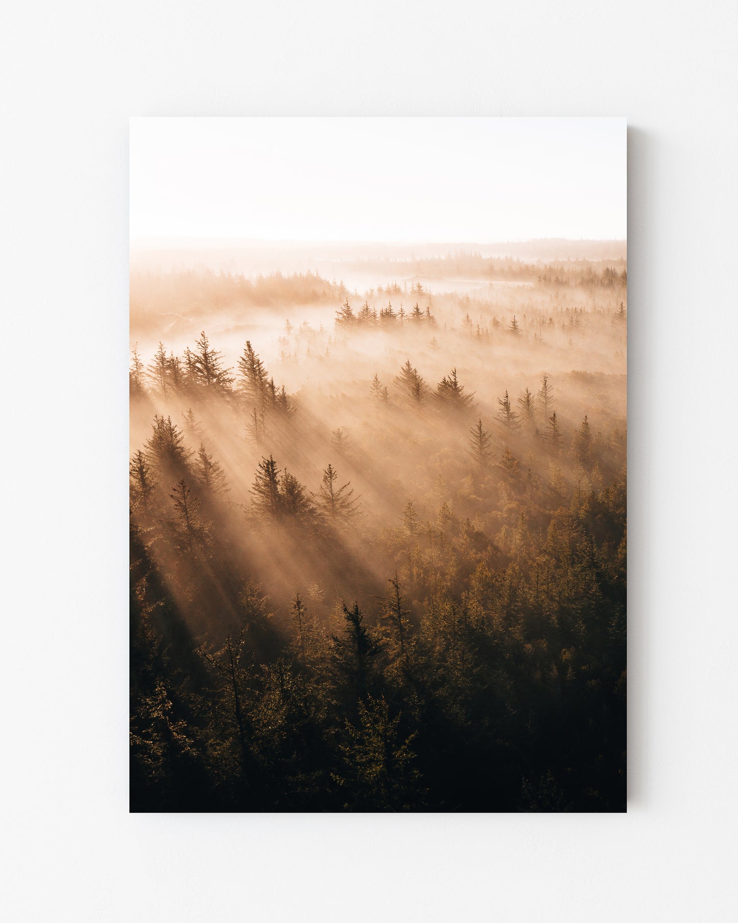 Misty Forest, Thy