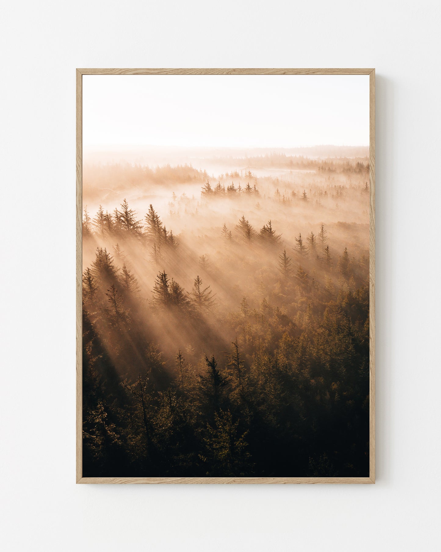 Misty Forest, Thy