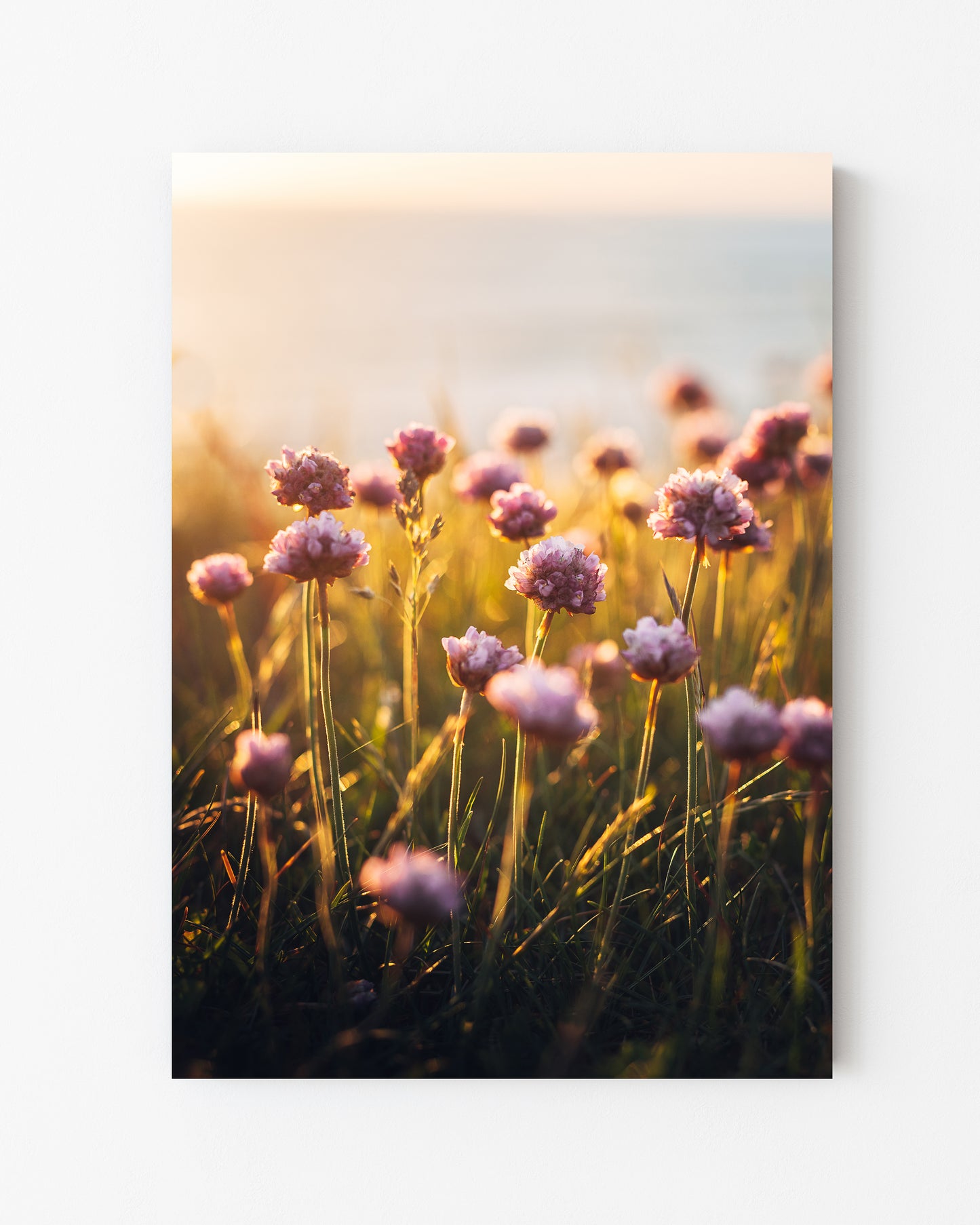 Coastal Blooms