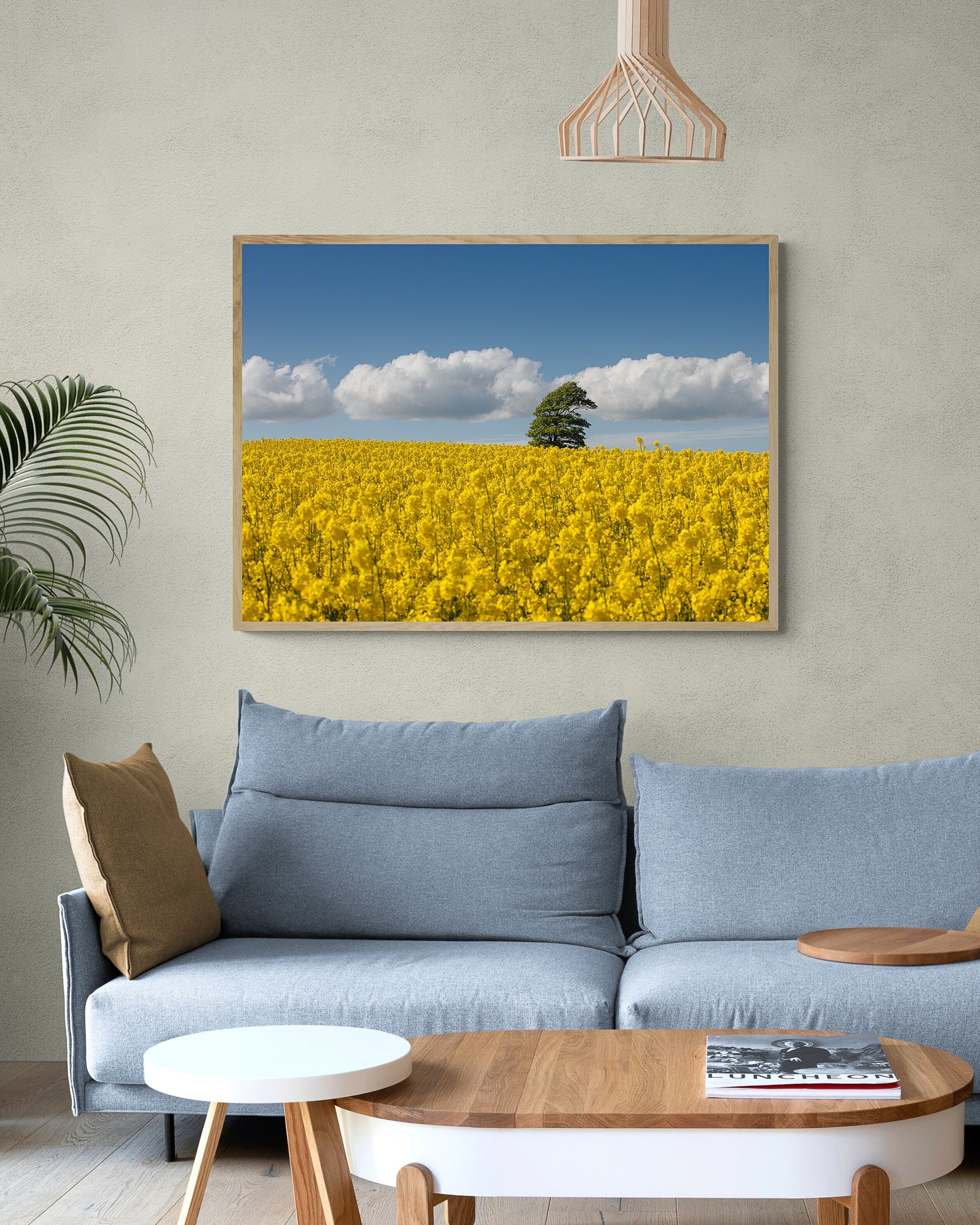 Canola Field, North Jutland