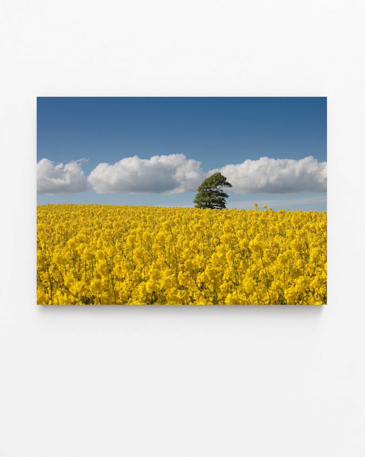 Canola Field, North Jutland