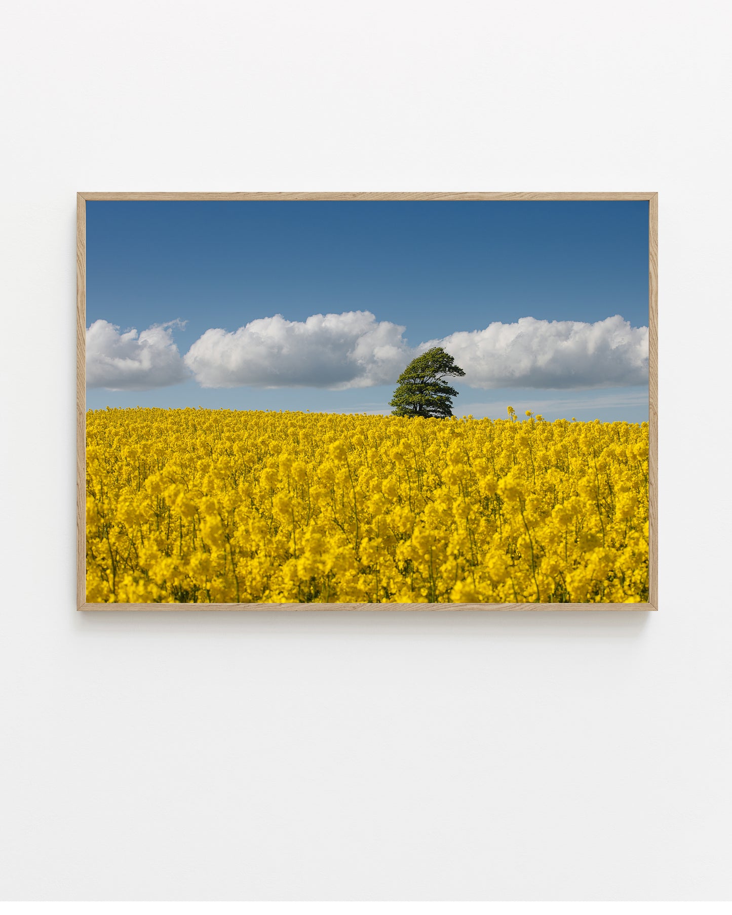 Canola Field, North Jutland