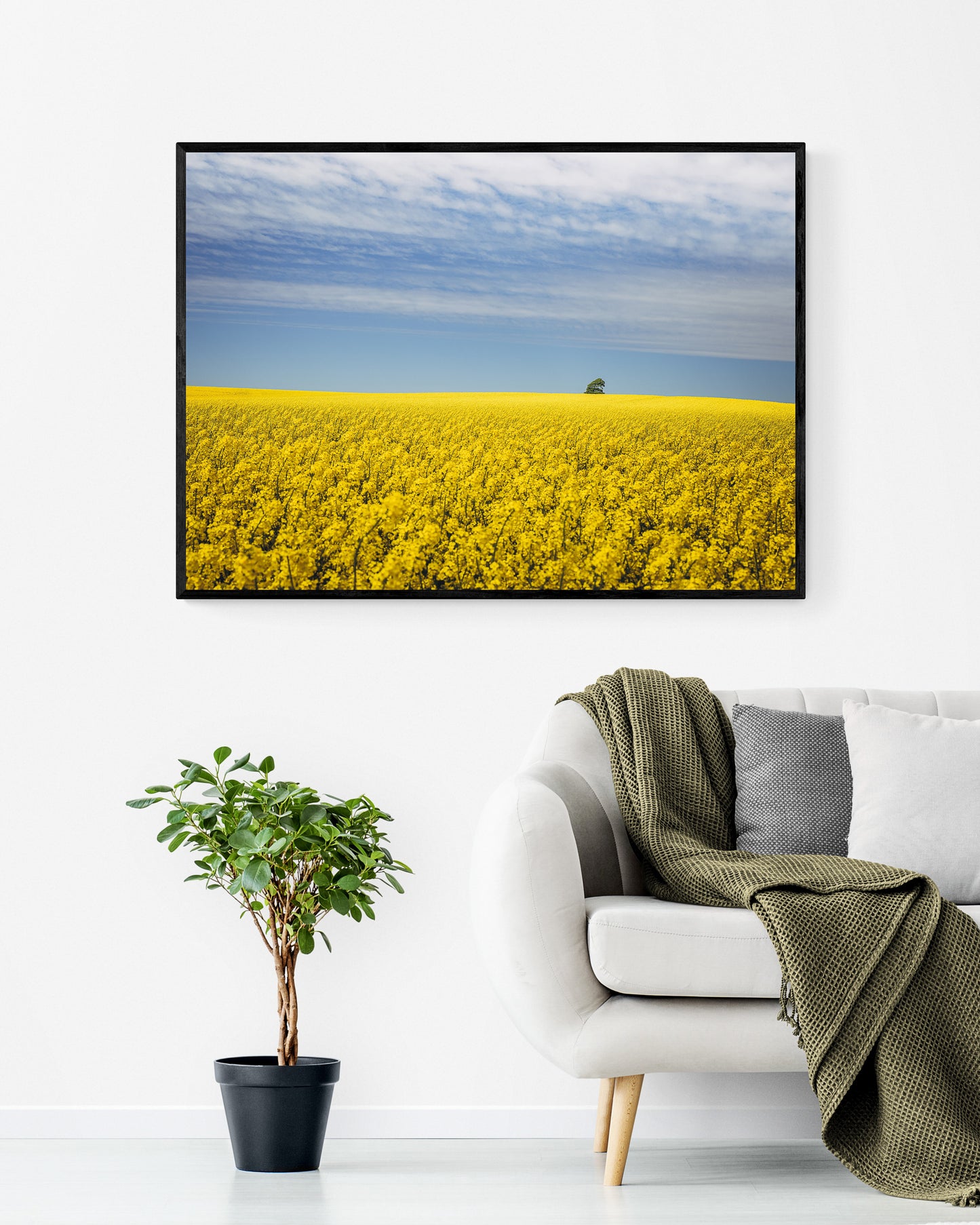 Canola Field II, North Jutland