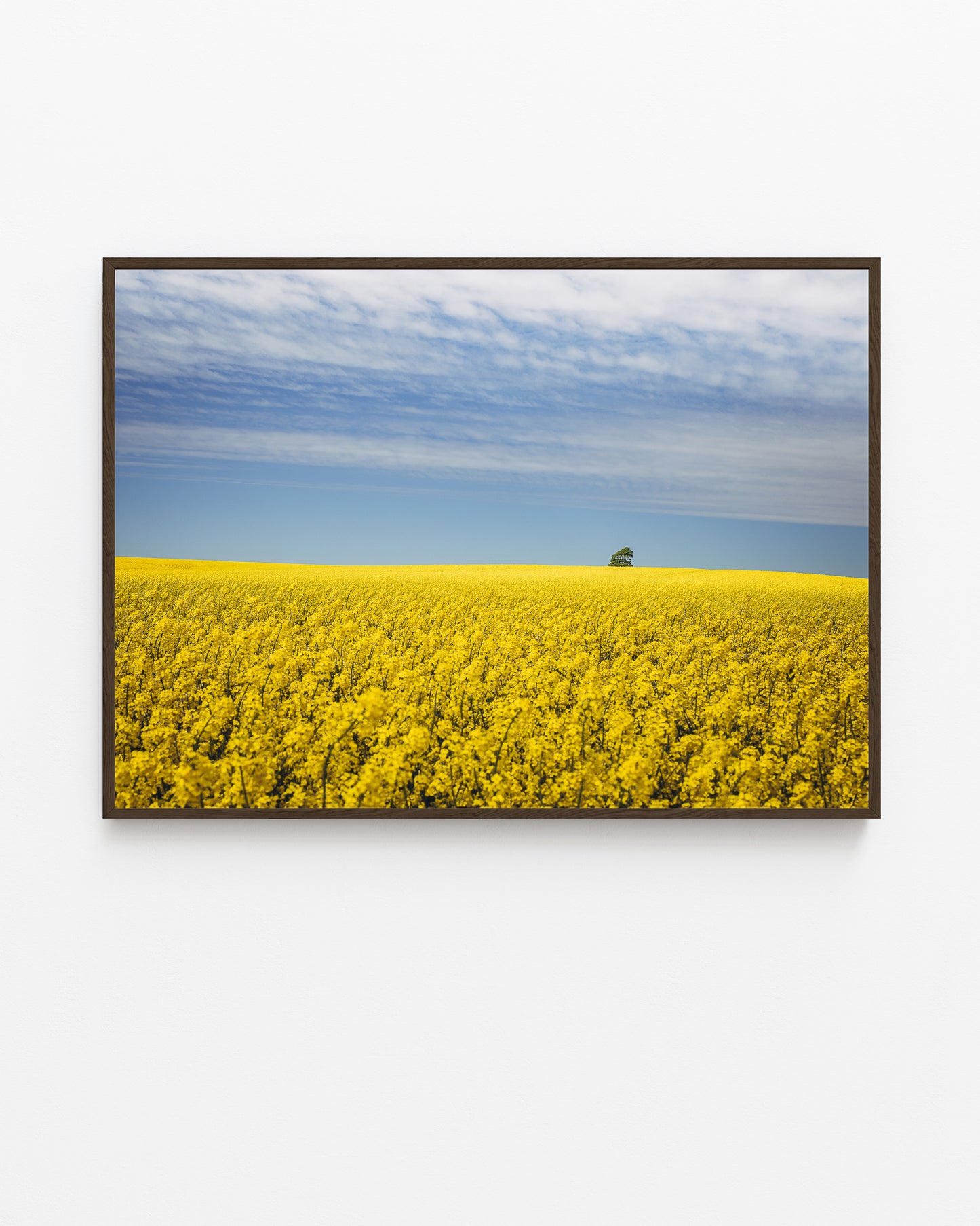 Canola Field II, North Jutland