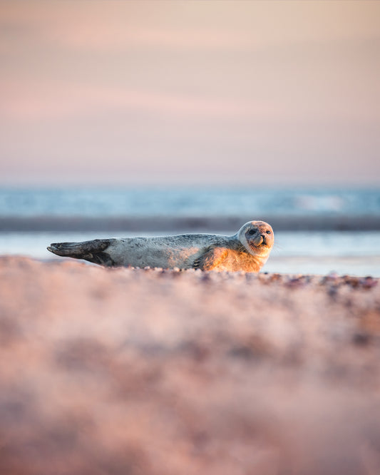 Seal, Grenen