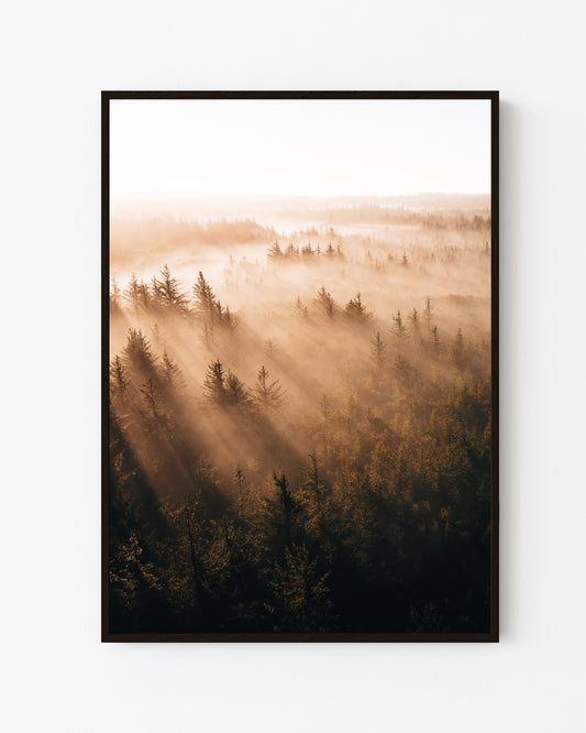 Misty Forest, Thy