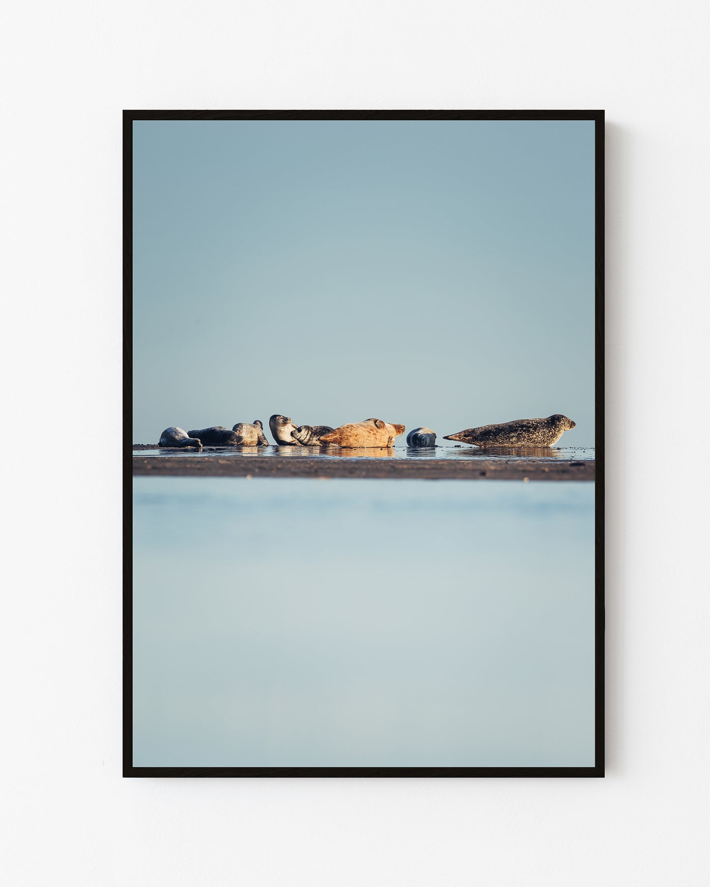 Seals at Rest, Skagen