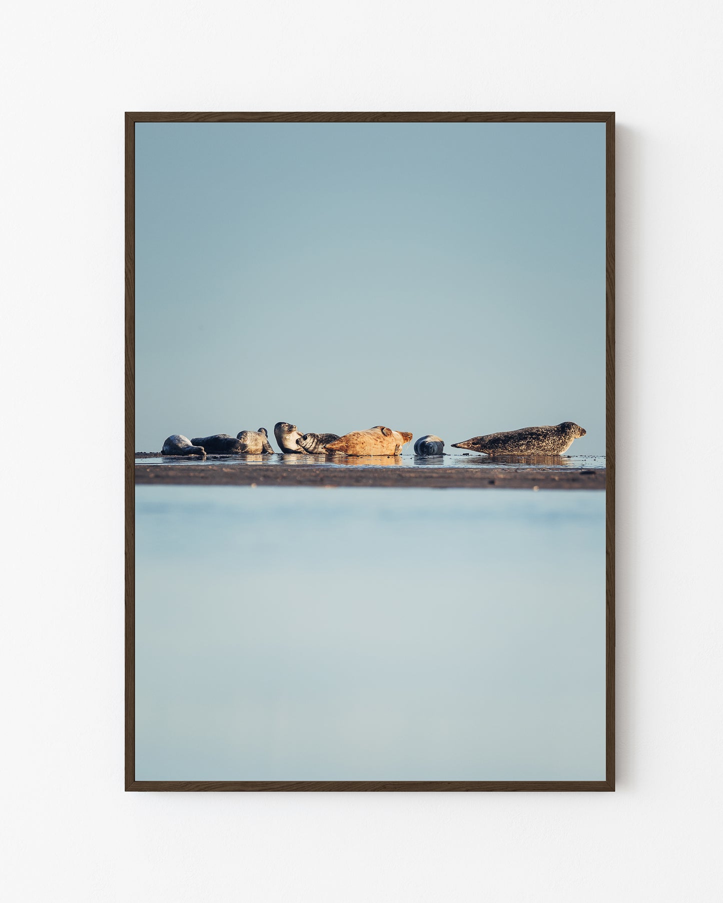 Seals at Rest, Skagen