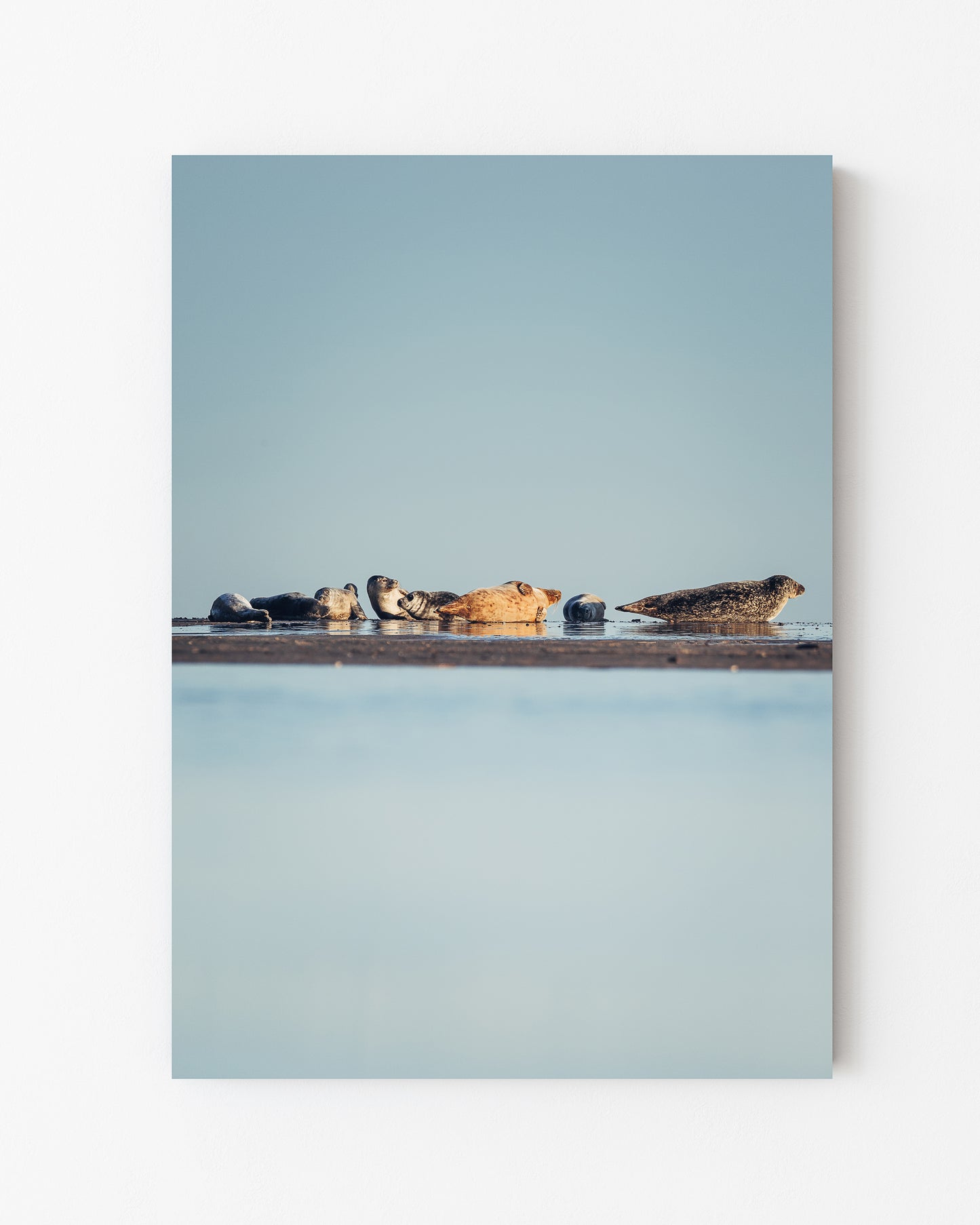 Seals at Rest, Skagen