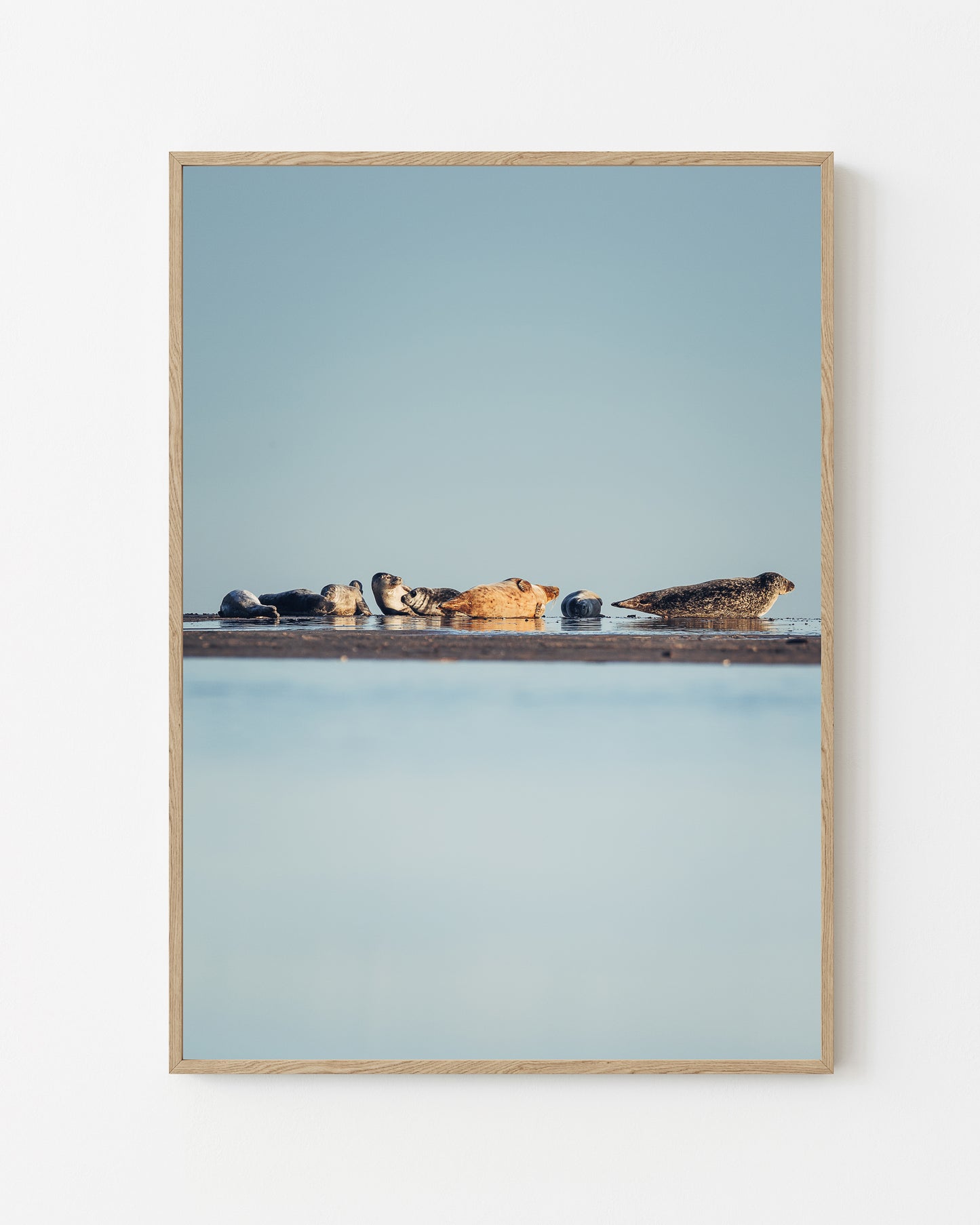 Seals at Rest, Skagen