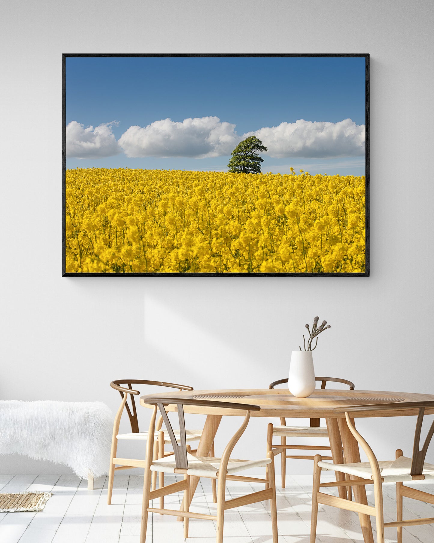 Canola Field, North Jutland