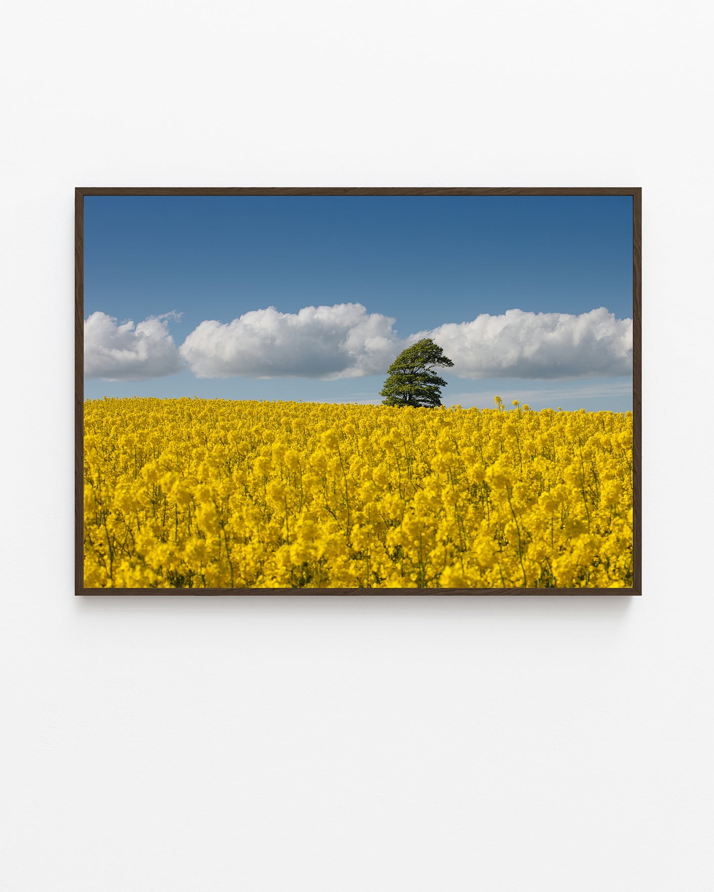 Canola Field, North Jutland