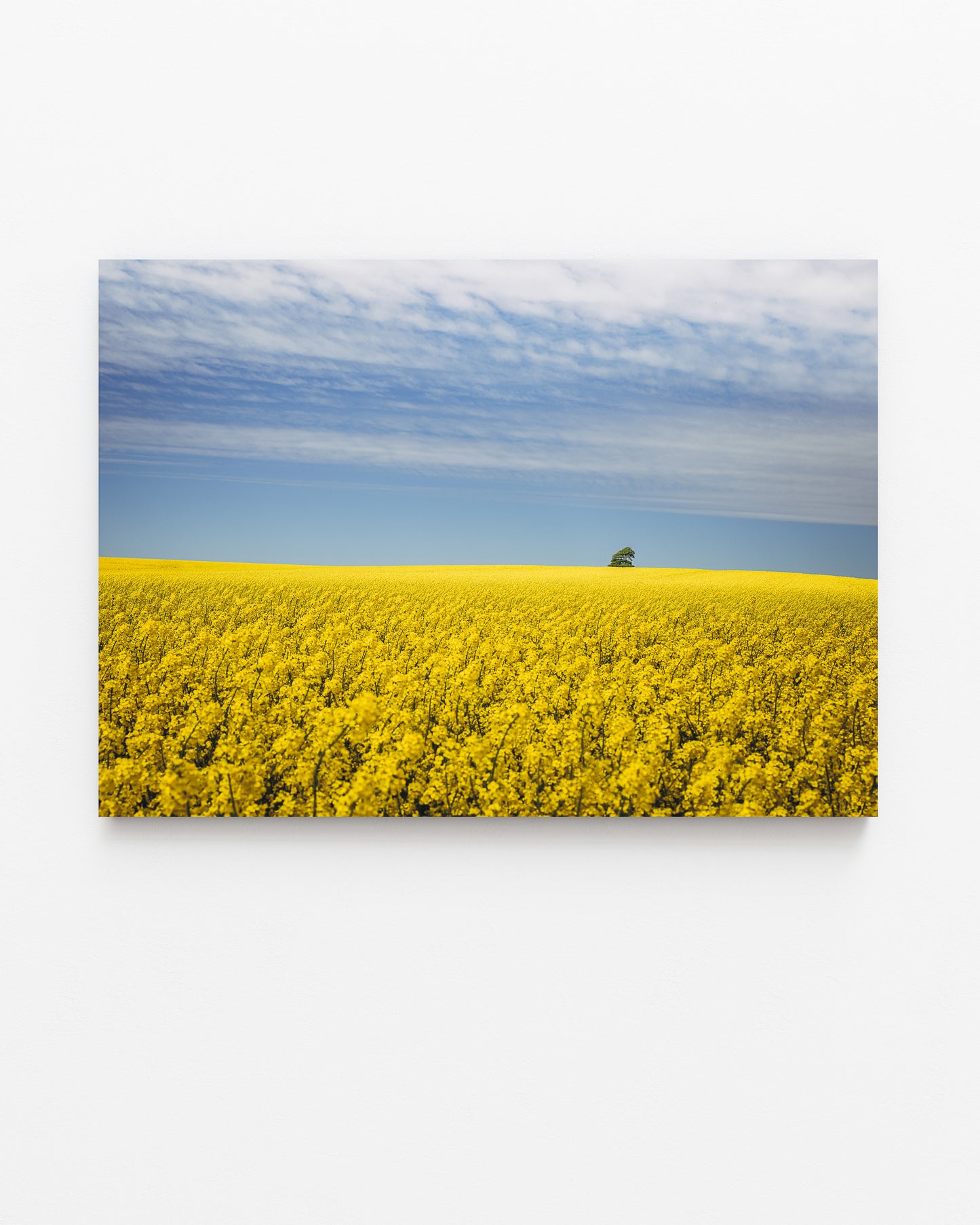 Canola Field II, North Jutland