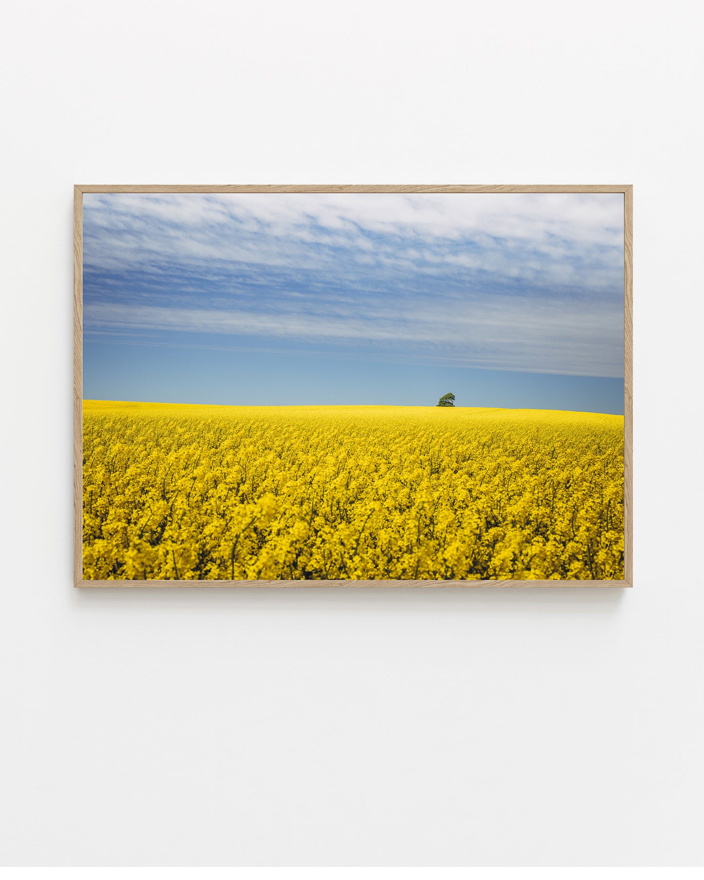 Canola Field II, North Jutland